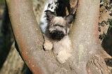 SKYE TERRIER 052